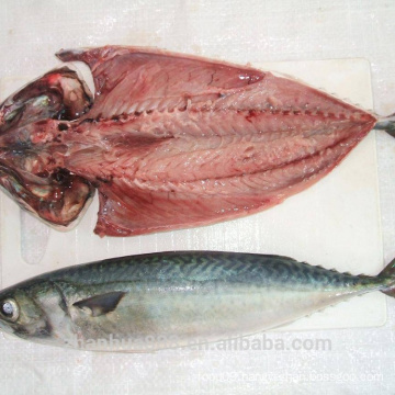 Taiwan pacific mackerel, chub mackerel seafrozen, blue mackerel